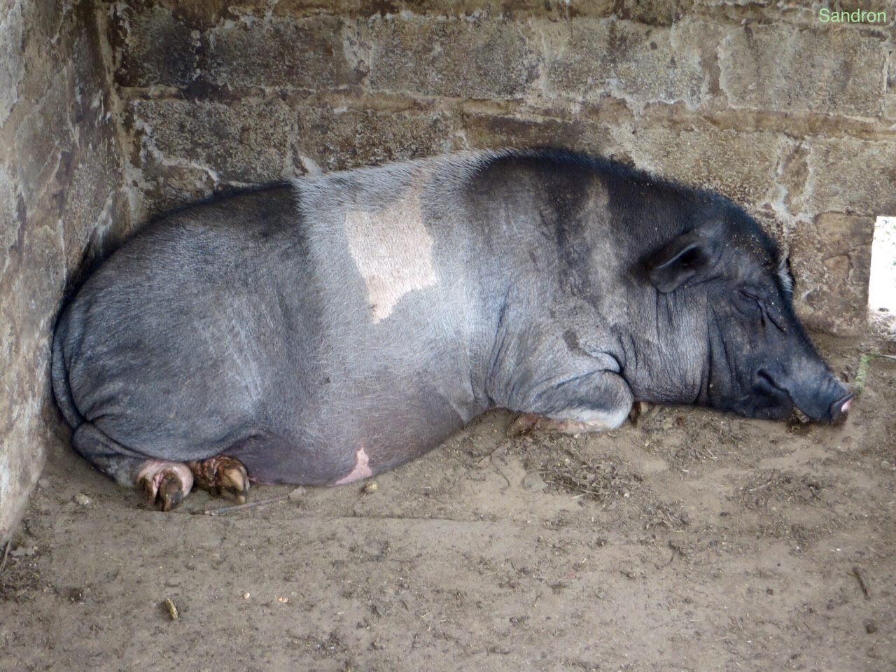 SaPa die Welt der Schweine und Reisfelder