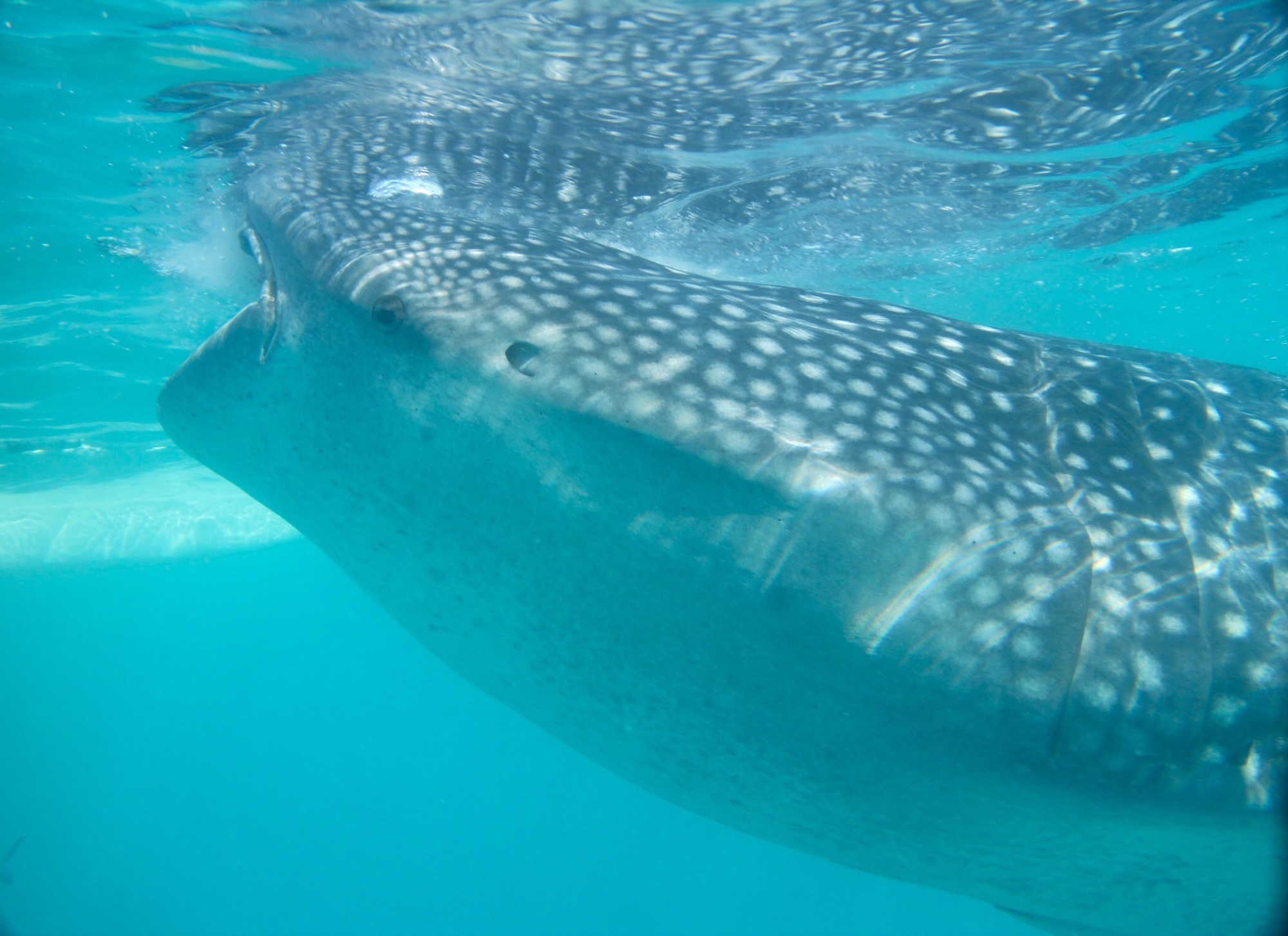 Shark Time in Malapasqua!
