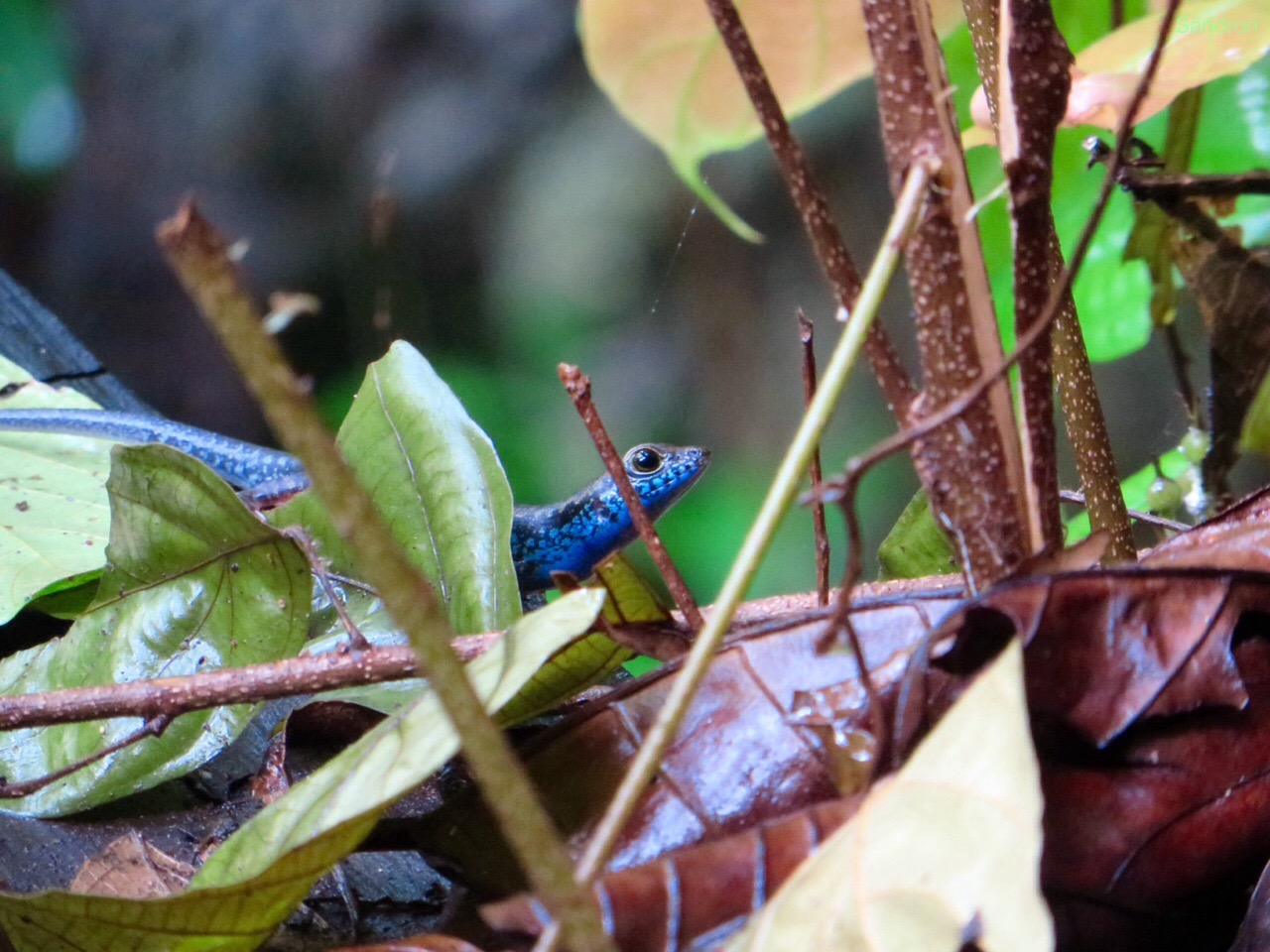 Natur Pur in Borneo