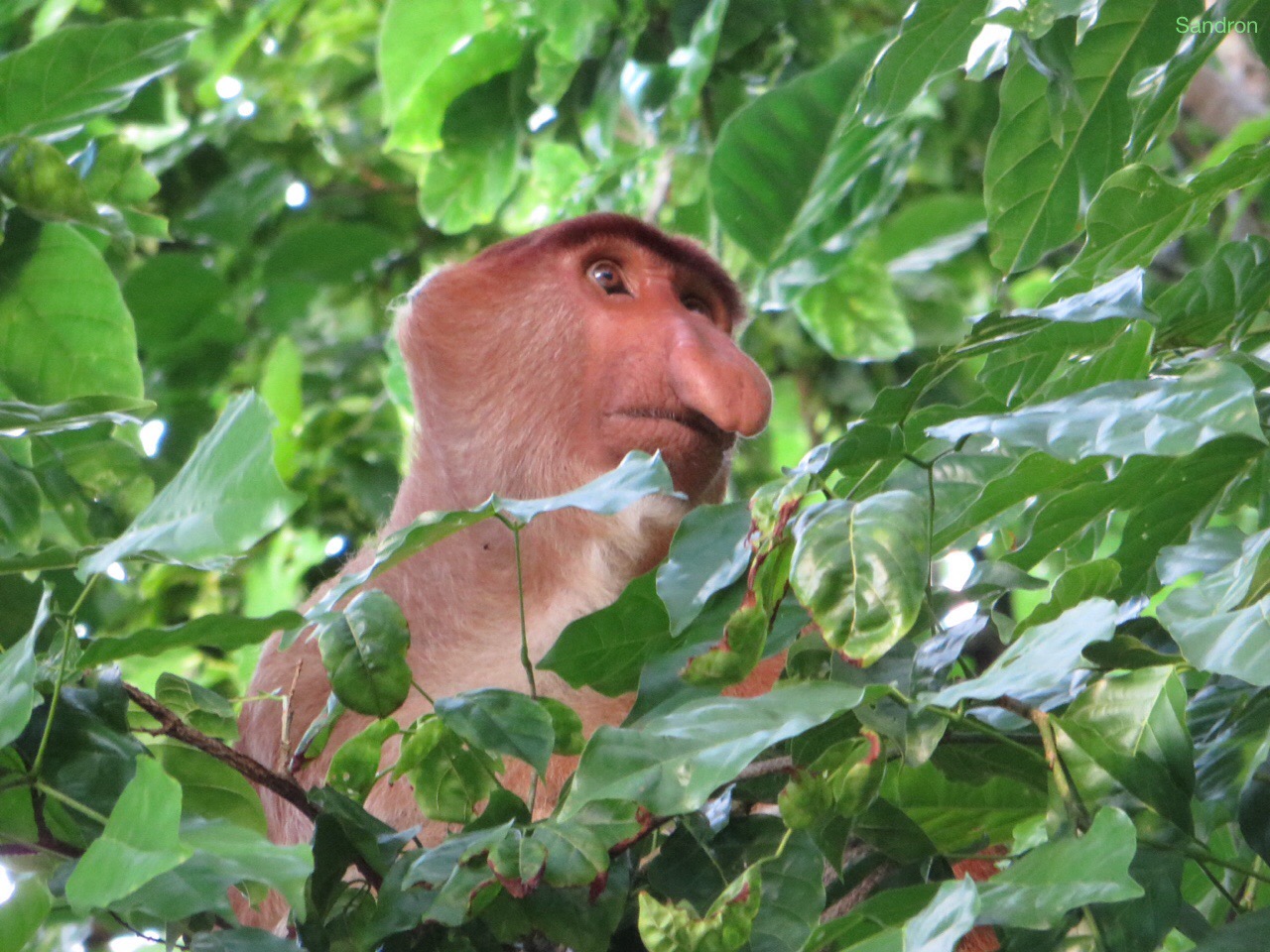 Super Bako Nationalpark