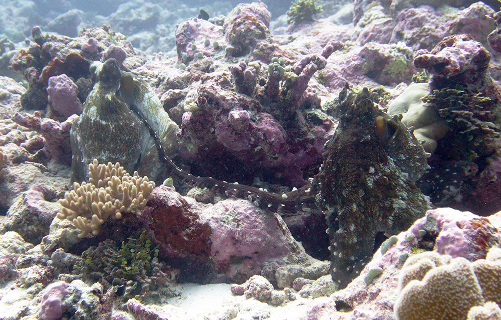 Octopus Island Pulau Weh