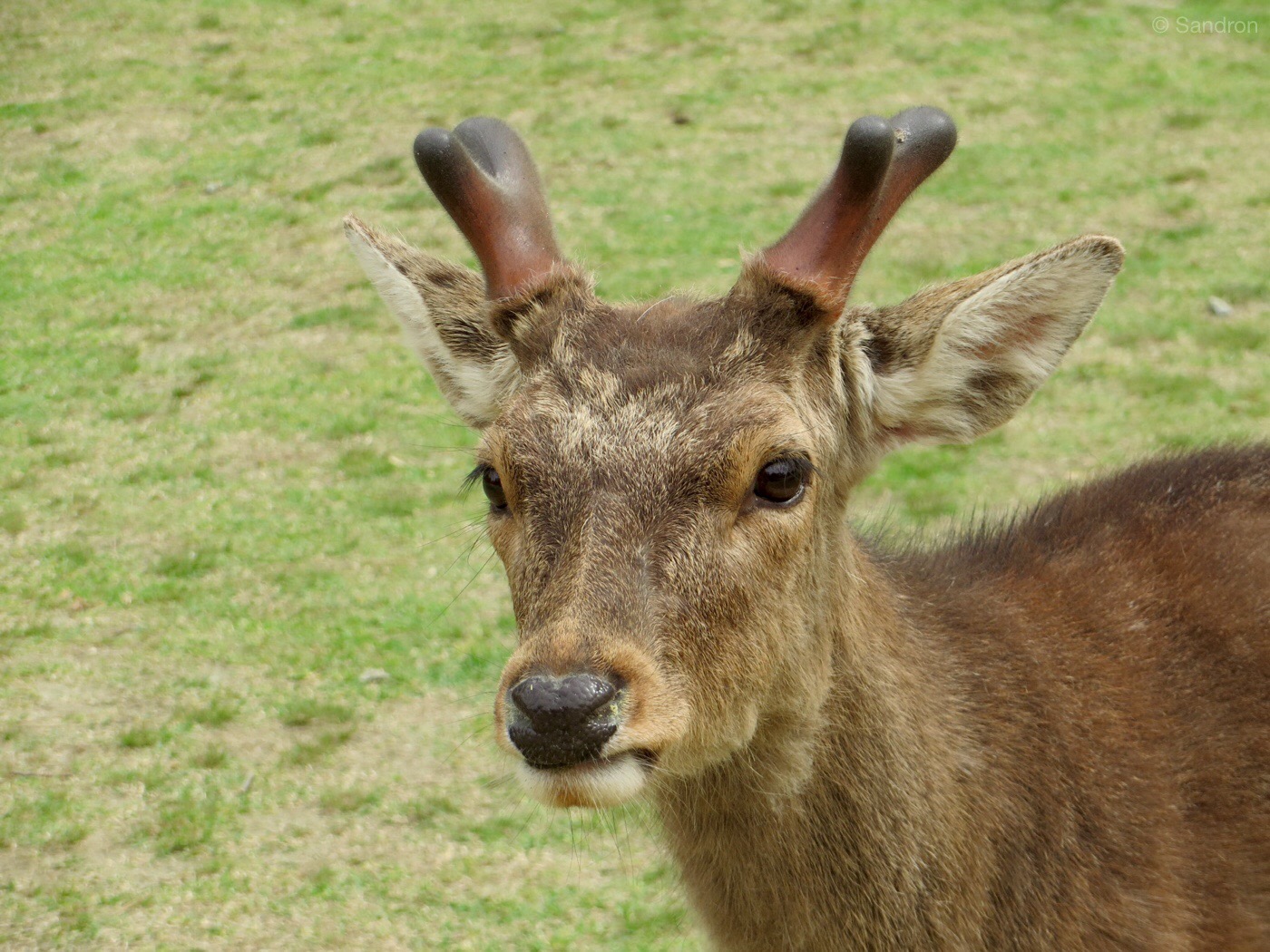 Nara die Stadt der Rehe